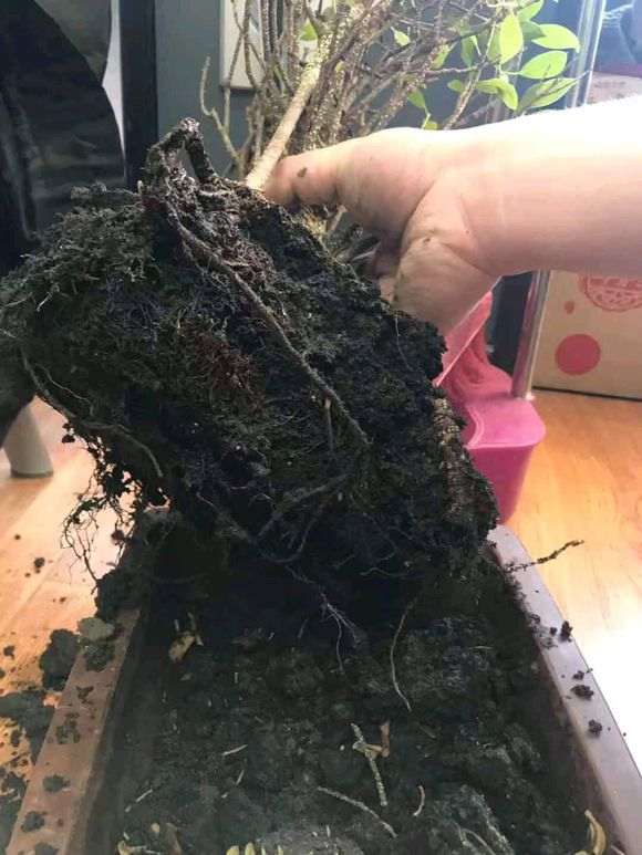 榕树下山桩买来叶子就枯萎了 怎么办 图片