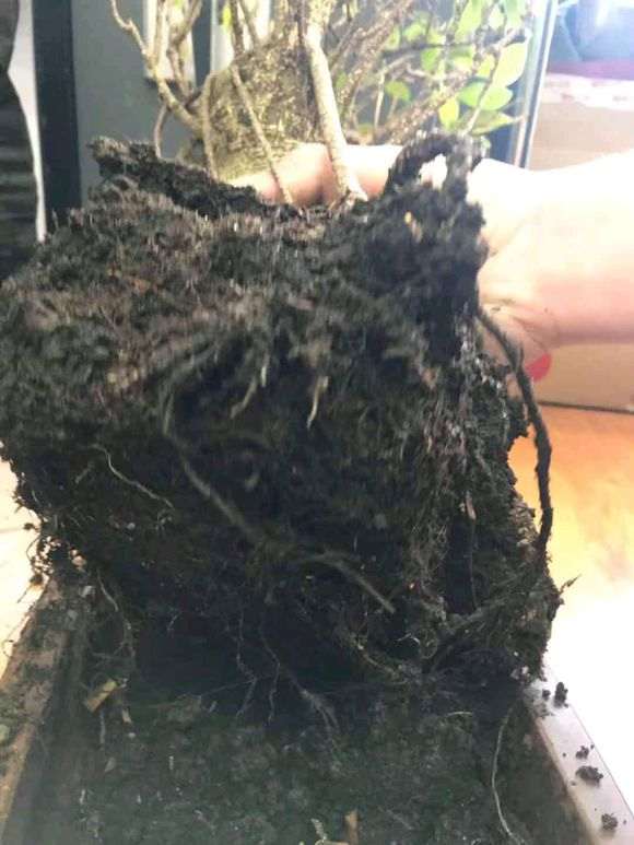 榕树下山桩买来叶子就枯萎了 怎么办 图片