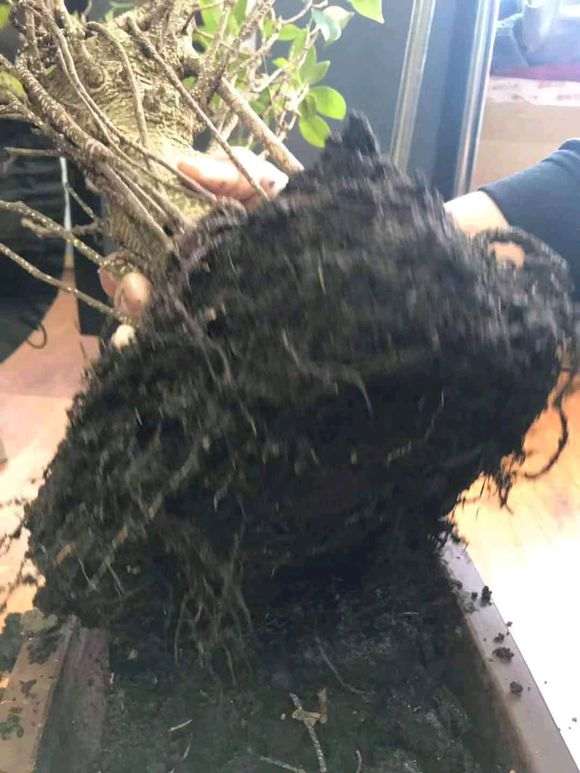 榕树下山桩买来叶子就枯萎了 怎么办 图片