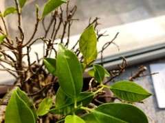 榕树下山桩买来叶子就枯萎了 怎么办 图片