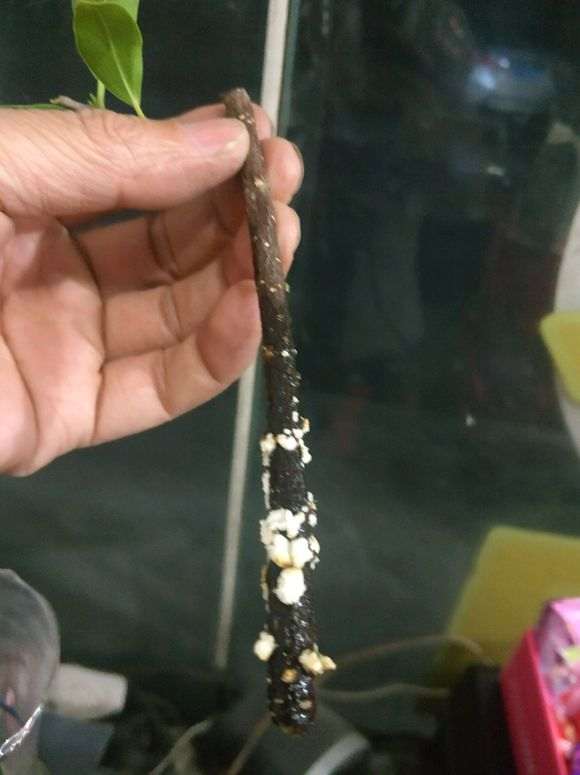 修剪下的榕树下山桩枝条怎么水培的方法