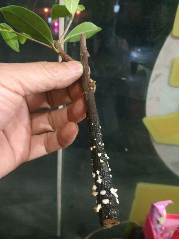 修剪下的榕树下山桩枝条怎么水培的方法