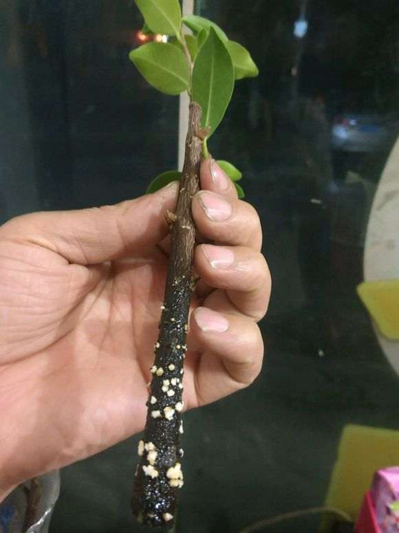 修剪下的榕树下山桩枝条怎么水培的方法