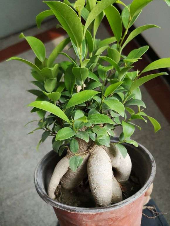 我40块钱买了一颗原生榕树下山桩 贵吗