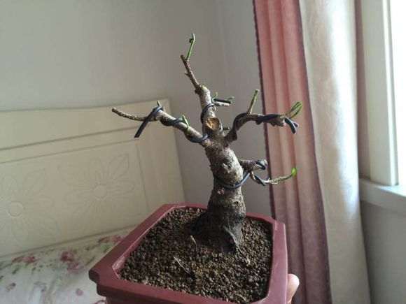 白皮榕树下山桩 求教怎么养 图片