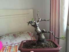 白皮榕树下山桩 求教怎么养 图片