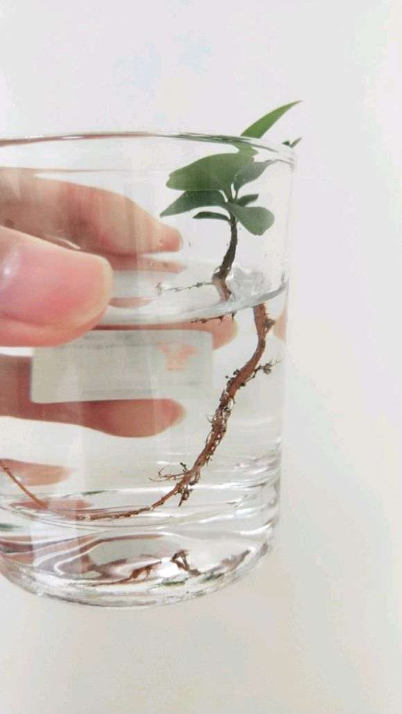 我在厦门拔了2颗小榕树下山桩 根泡水里