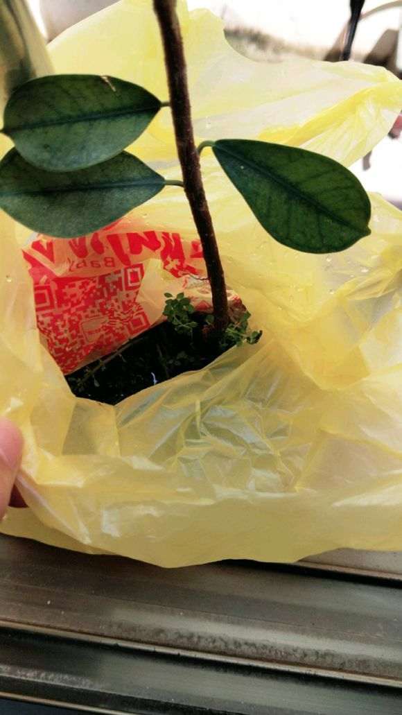 我在厦门拔了2颗小榕树下山桩 根泡水里