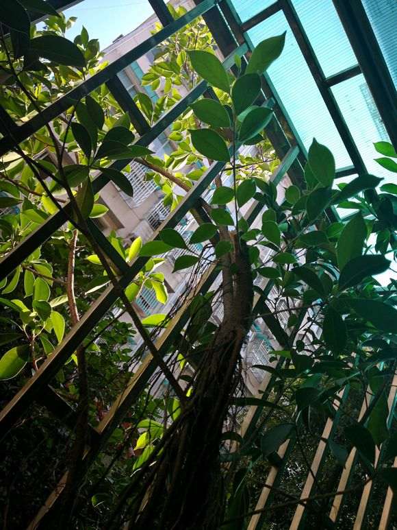 我家阳台 这棵榕树下山桩怎么办 图片