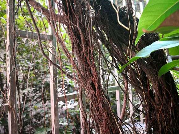 我家阳台 这棵榕树下山桩怎么办 图片