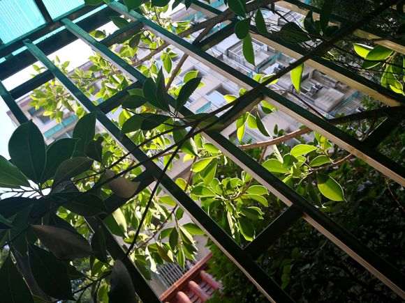 我家阳台 这棵榕树下山桩怎么办 图片