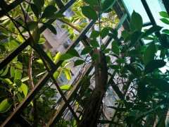 我家阳台 这棵榕树下山桩怎么办 图片