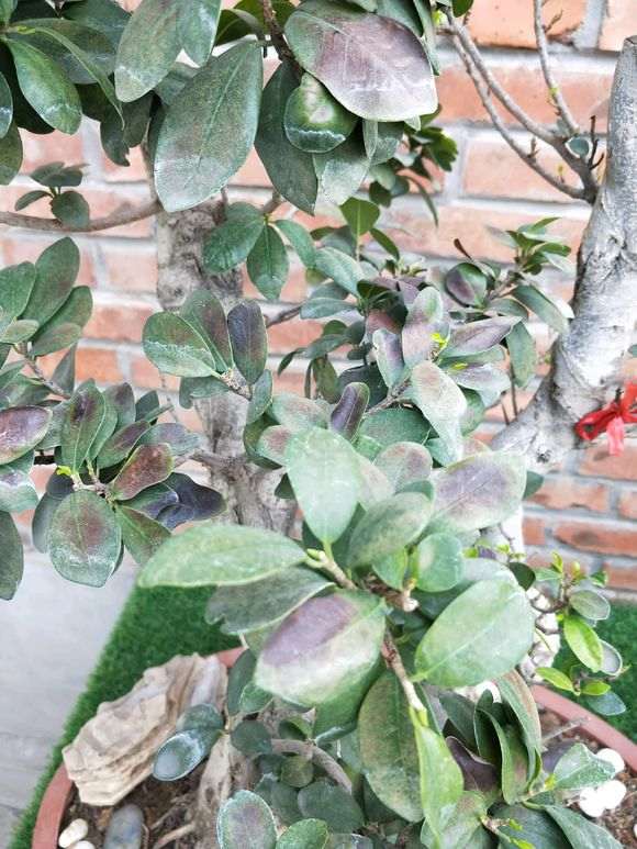 榕树下山桩的叶子像长了铁锈一样 怎么办