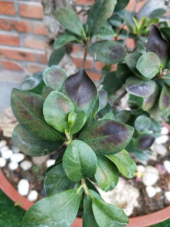 榕树下山桩的叶子像长了铁锈一样 怎么办