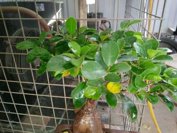 榕树下山桩一直黄叶 一碰就掉 怎么办