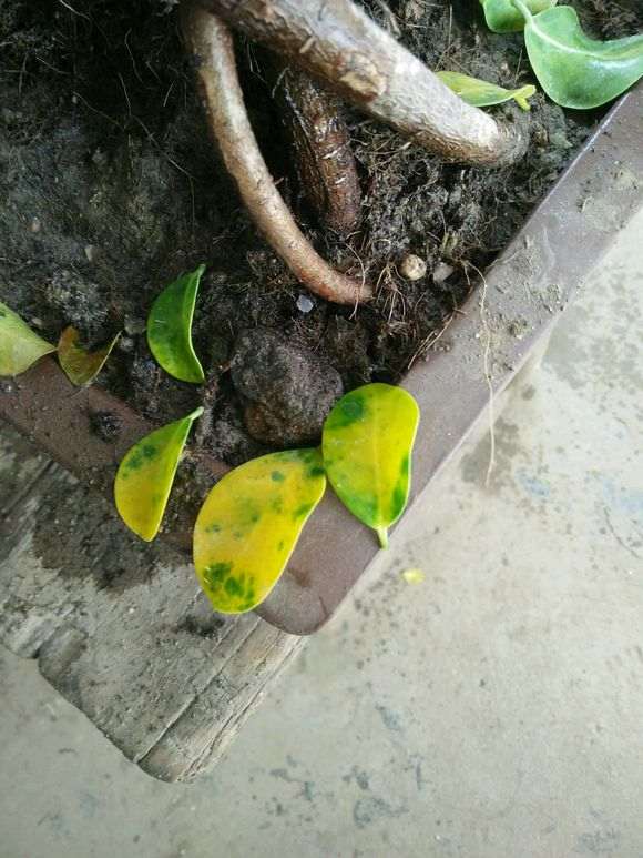 榕树下山桩一直黄叶 一碰就掉 怎么办