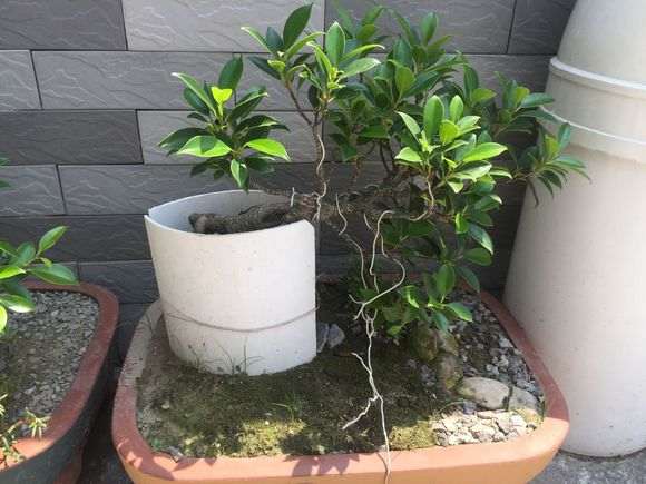 为什么榕树下山桩养二年 还没长气根 图片