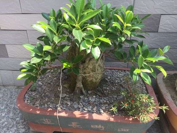 为什么榕树下山桩养二年 还没长气根 图片