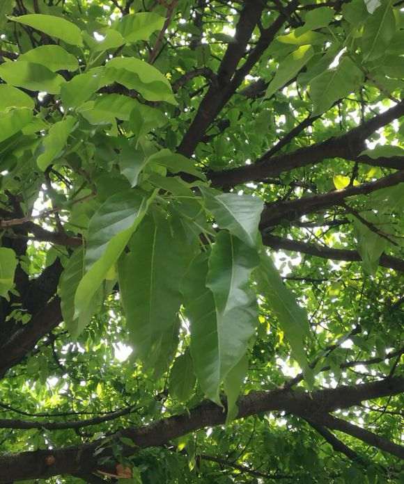 大叶榕树下山桩怎么发芽的过程