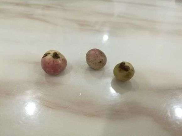 大叶榕树下山桩怎么发芽的过程