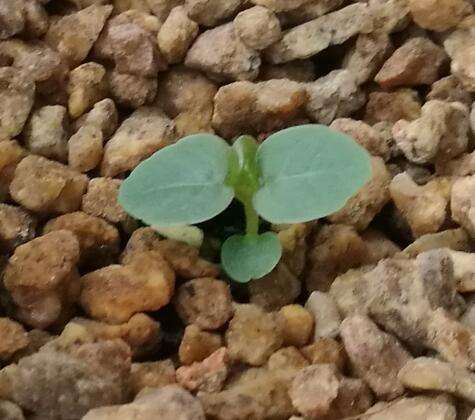 大叶榕树下山桩怎么发芽的过程