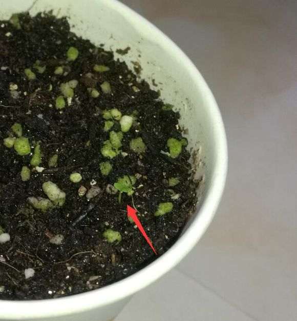 大叶榕树下山桩怎么发芽的过程