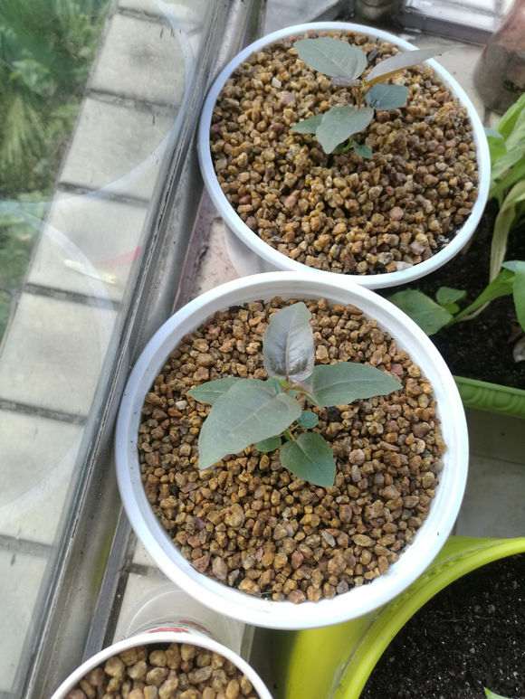 大叶榕树下山桩怎么发芽的过程