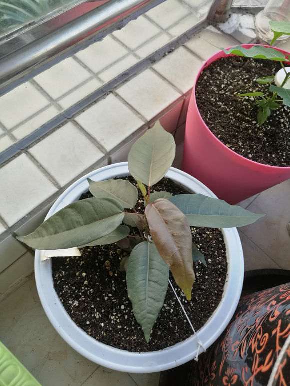 大叶榕树下山桩怎么发芽的过程