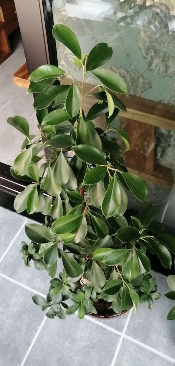 榕树下山桩叶子有点蔫 套袋保湿1个月