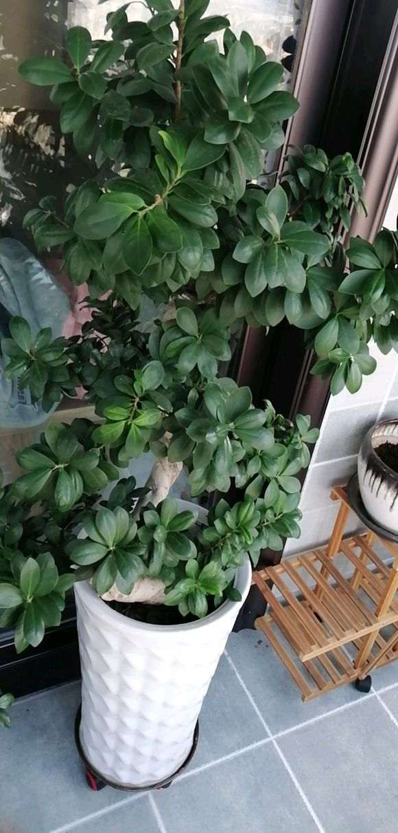 榕树下山桩叶子有点蔫 套袋保湿1个月