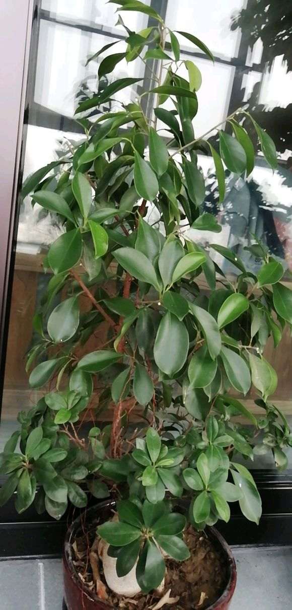 榕树下山桩叶子有点蔫 套袋保湿1个月