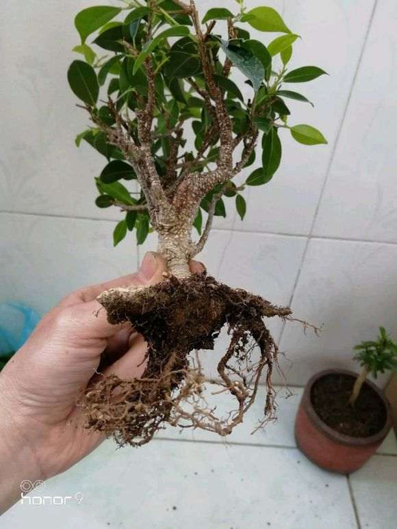 榕树下山桩怎么底修剪换土的方法 图片