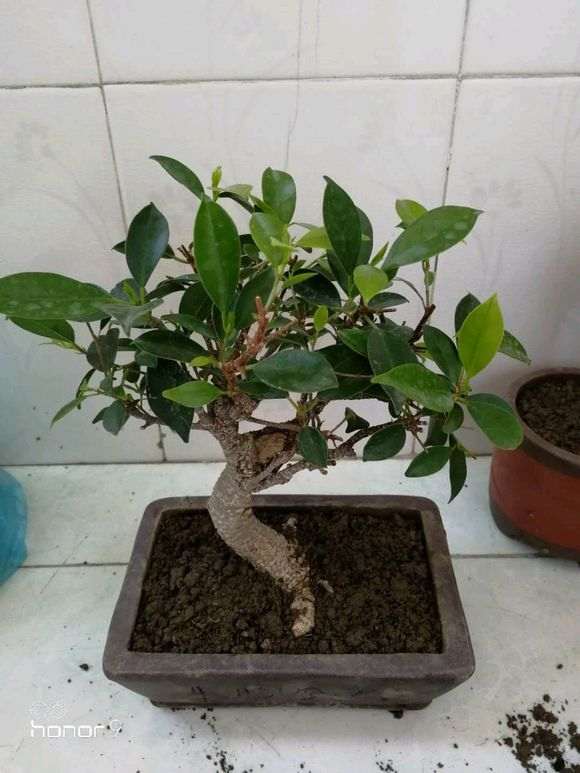 榕树下山桩怎么底修剪换土的方法 图片