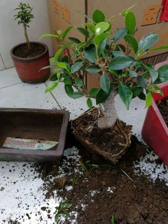 榕树下山桩怎么底修剪换土的方法 图片