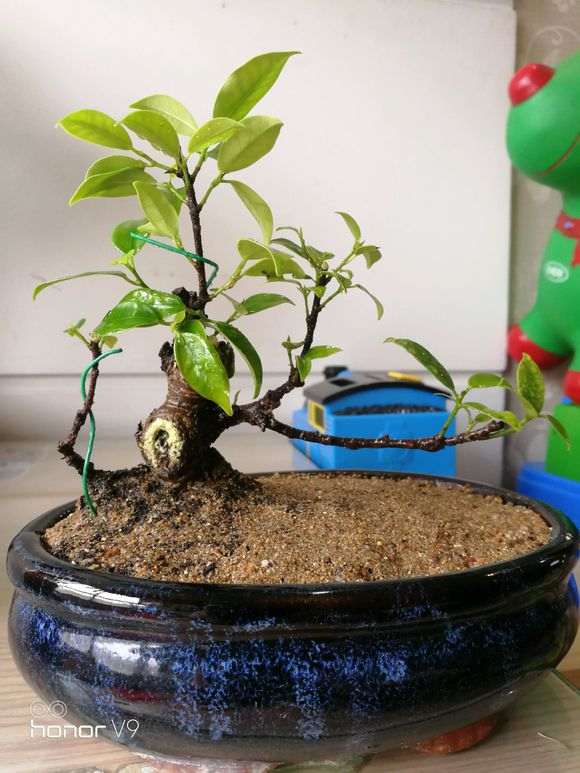 修剪下来的榕树下山桩小老枝 扦插活了