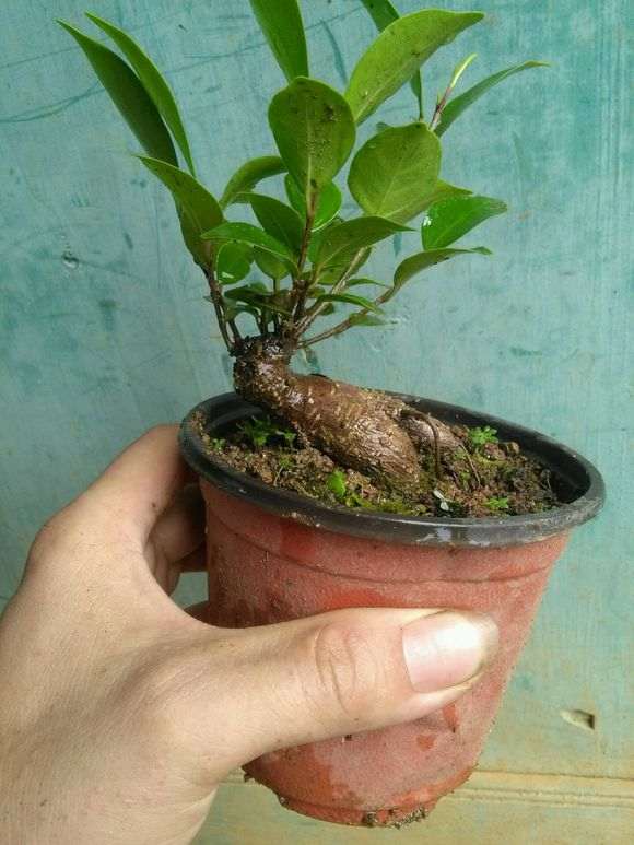 榕树下山桩怎么扦插控水的方法 图片