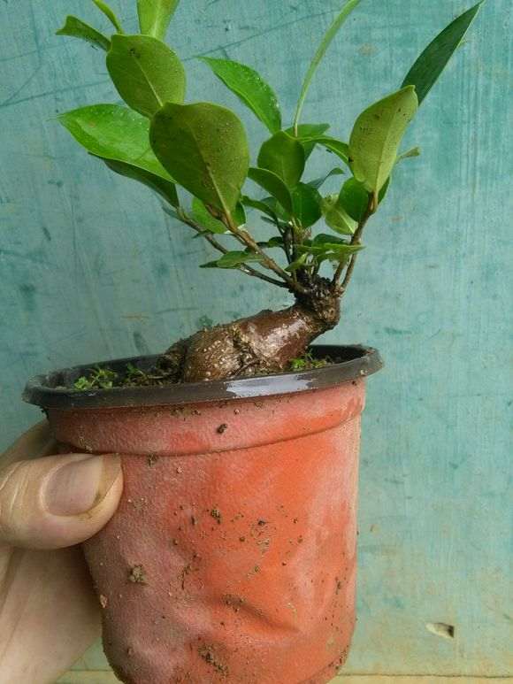 榕树下山桩怎么扦插控水的方法 图片