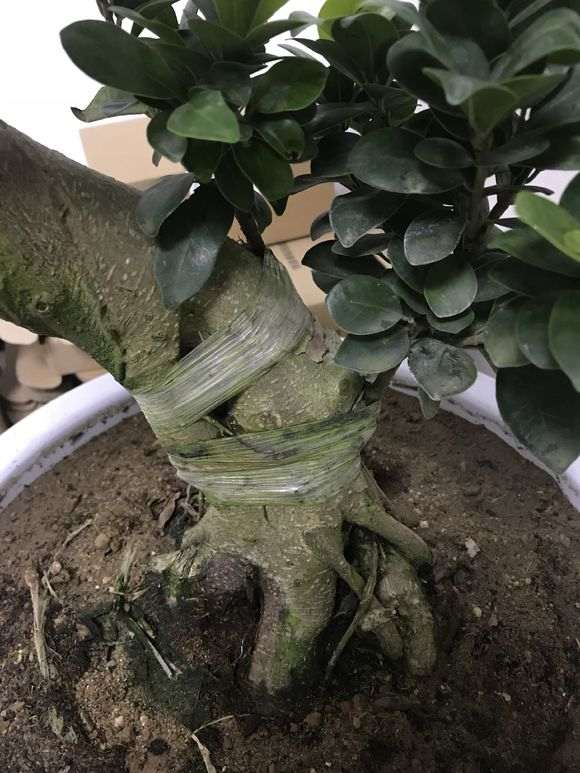 这个是什么榕树下山桩 为什么用塑料布缠着