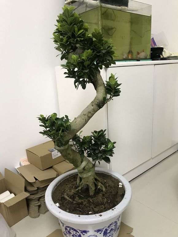 这个是什么榕树下山桩 为什么用塑料布缠着