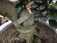 这个是什么榕树下山桩 为什么用塑料布缠着