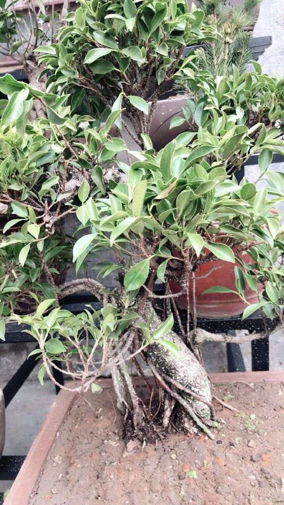 榕树下山桩叶子上怎么都是黑点 图片