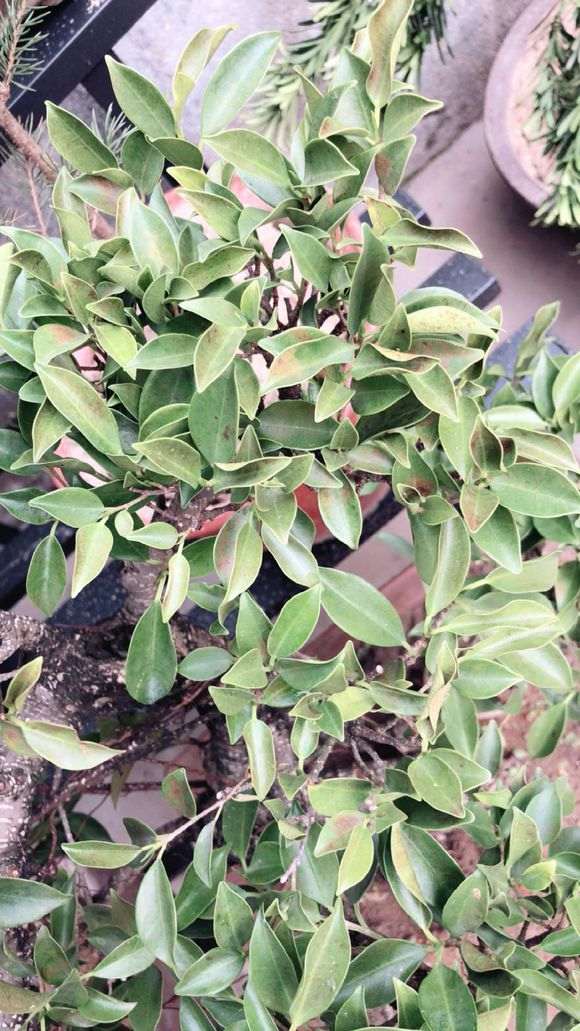 榕树下山桩叶子上怎么都是黑点 图片