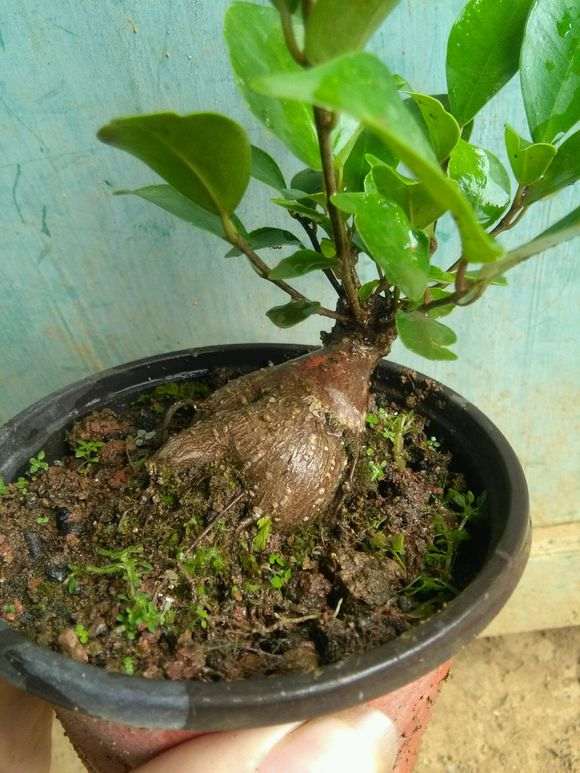 榕树下山桩的嫁接口多长时间可以去掉了