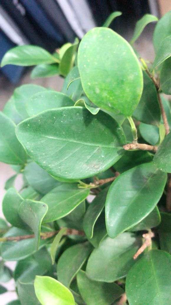 榕树下山桩的叶子上有白点是啥情况