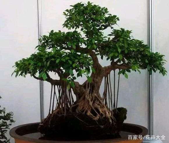 我想问下有不嫁接的榕树下山桩么 图片