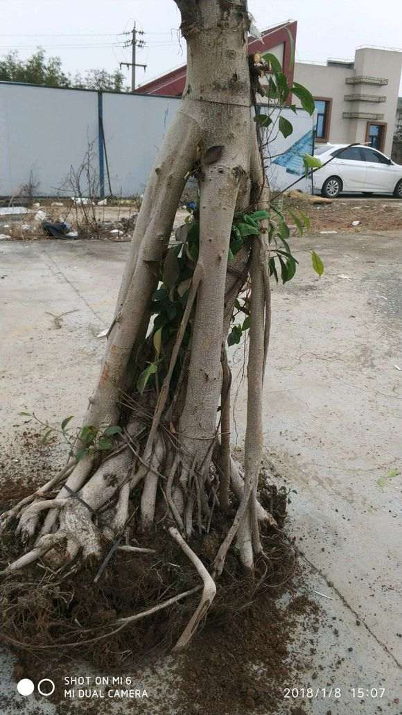 榕树下山桩哪个品种比较耐寒 图片