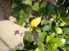 榕树下山桩树叶发黑 黄变特别多 怎么办