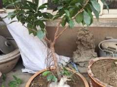 榕树下山桩很高的这一枝是什么鬼 图片