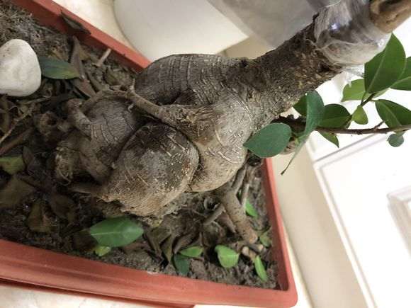 榕树下山桩有黑色的小包 是什么原因 图片