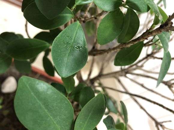 榕树下山桩有黑色的小包 是什么原因 图片